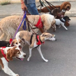 doglifesquads-barcelona-2