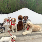 doglifesquads-barcelona-4