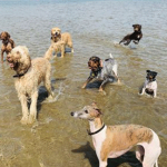 doglifesquads-barcelona-5