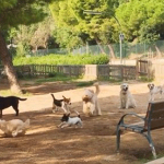 doglifesquads-barcelona-7